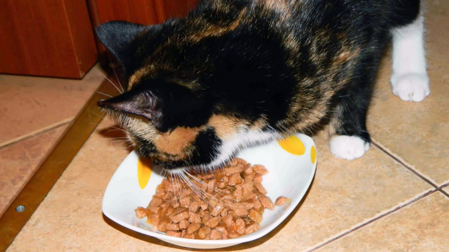 Голодная Диета Для Кошек