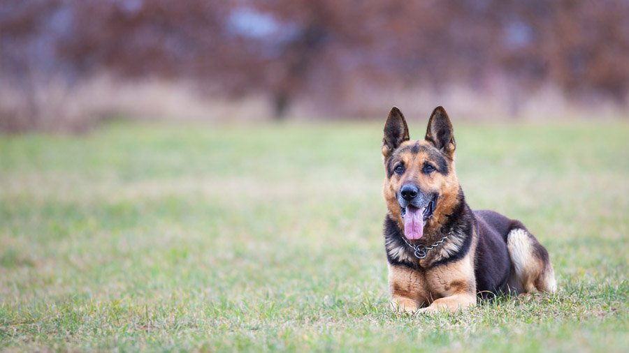Породы собак для охраны 1480454218_german-shepherd-dog