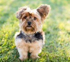 Породы собак с описанием и фото. 1480458440_yorkshire-terrier-photo-1