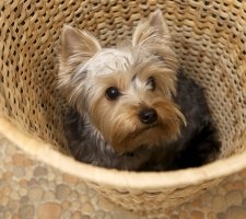 Породы собак с описанием и фото. 1480458457_yorkshire-terrier-photo-5
