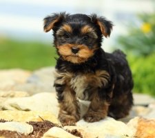 Породы собак с описанием и фото. 1480458465_yorkshire-terrier-photo-2