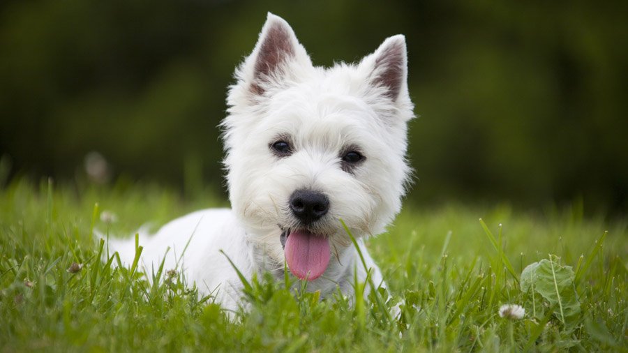 Гипоаллергенные породы собак 1480752938_west-highland-white-terrier-dog