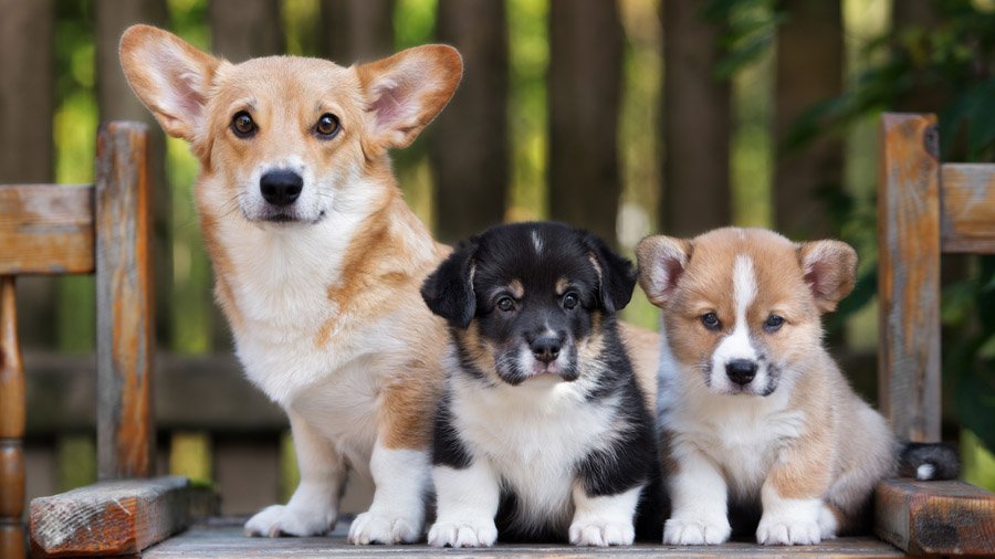 Породы собак для детей и семьи 1480769027_welsh-corgi-dog