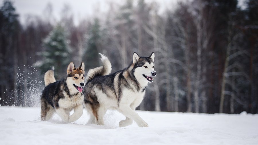 Породы собак с описанием и фото. 1480856330_alaskan-malamute-dog