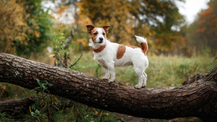 Самые умные породы собак 1481620386_jack-russell-terrier-dog