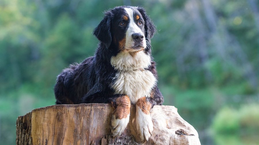 Породы собак с описанием и фото. 1481706655_bernese-mountain-dog