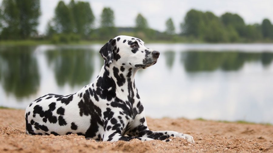 Породы собак для детей и семьи 1481744039_dalmatian-dog