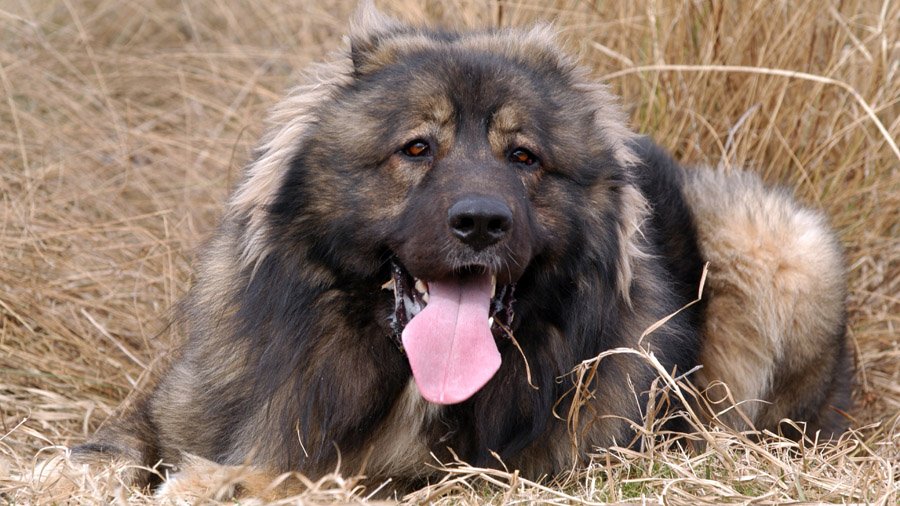 Породы собак с описанием и фото. 1482341567_caucasian-ovcharka-dog