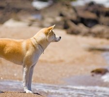 Породы собак с описанием и фото. 1480623913_akita-inu-dog-photo-9