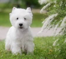 Породы собак с описанием и фото. 1480753056_west-highland-white-terrier-dog-photo-4