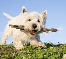 Породы собак с описанием и фото. 1480753075_west-highland-white-terrier-dog-photo-9