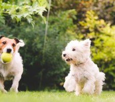 Породы собак с описанием и фото. 1480753080_west-highland-white-terrier-dog-photo-2