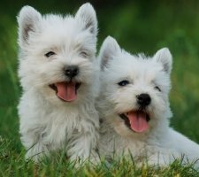 Породы собак с описанием и фото. 1480753085_west-highland-white-terrier-dog-photo-5