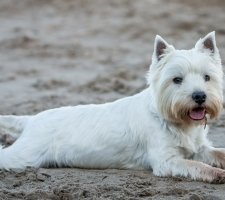 Породы собак с описанием и фото. 1480753094_west-highland-white-terrier-dog-photo-6