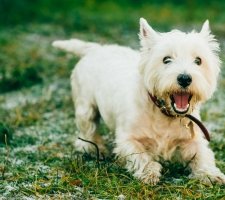 Породы собак с описанием и фото. 1480753121_west-highland-white-terrier-dog-photo-7