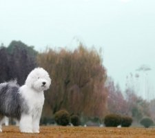 Породы собак с описанием и фото. 1480761318_bobtail-dog-photo-9