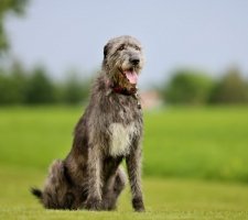 Породы собак с описанием и фото. 1480777836_irish-wolfhound-dog-photo-1
