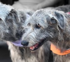 Породы собак с описанием и фото. 1480777849_irish-wolfhound-dog-photo-6