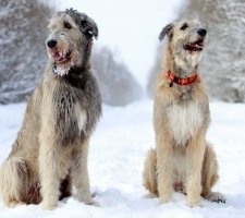 Породы собак с описанием и фото. 1480777854_irish-wolfhound-dog-photo-4
