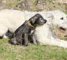 Породы собак с описанием и фото. 1480777861_irish-wolfhound-dog-photo-8