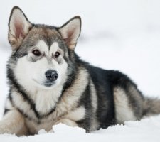 Породы собак с описанием и фото. 1480858108_alaskan-malamute-dog-photo-4