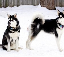 Породы собак с описанием и фото. 1480858148_alaskan-malamute-dog-photo-1