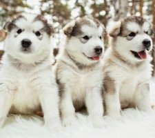 Породы собак с описанием и фото. 1480858176_alaskan-malamute-dog-photo-2