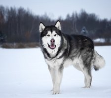 Породы собак с описанием и фото. 1480858185_alaskan-malamute-dog-photo-3