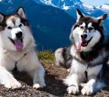 Породы собак с описанием и фото. 1480858210_alaskan-malamute-dog-photo-8