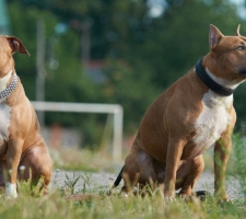 Породы собак с описанием и фото. 1481389334_american-staffordshire-terrier-dog-photo-1