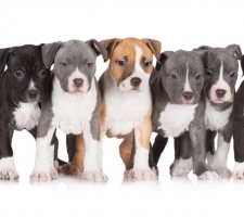 Породы собак с описанием и фото. 1481389383_american-staffordshire-terrier-dog-photo-5