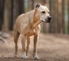 Породы собак с описанием и фото. 1481389402_american-staffordshire-terrier-dog-photo-9