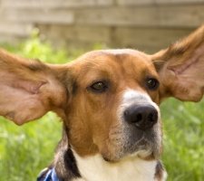 Породы собак с описанием и фото. 1481393233_basset-hound-dog-photo-4