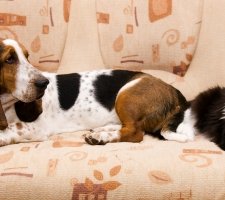Породы собак с описанием и фото. 1481393269_basset-hound-dog-photo-1