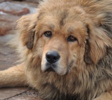 Породы собак с описанием и фото. - Страница 2 1481469785_tibetan-mastiff-dog-photo-3