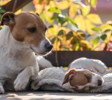 Породы собак с описанием и фото. 1481622005_jack-russell-terrier-dog-photo-7