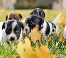 Породы собак с описанием и фото. 1481622048_jack-russell-terrier-dog-photo-8