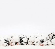 Породы собак с описанием и фото. 1481744900_dalmatian-dog-photo-8