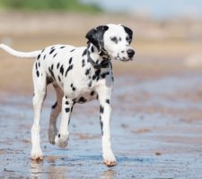 Породы собак с описанием и фото. 1481744916_dalmatian-dog-photo-4