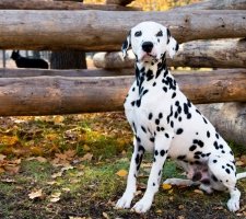 Породы собак с описанием и фото. 1481744935_dalmatian-dog-photo-3