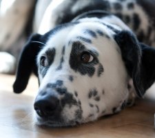 Породы собак с описанием и фото. 1481744959_dalmatian-dog-photo-6