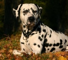 Породы собак с описанием и фото. 1481744965_dalmatian-dog-photo-1