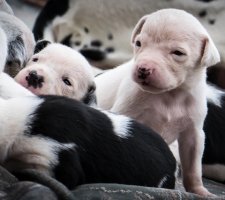 Породы собак с описанием и фото. 1481744967_dalmatian-dog-photo-2
