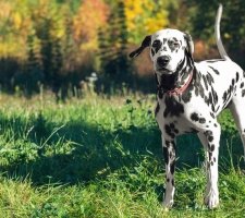 Породы собак с описанием и фото. 1481744988_dalmatian-dog-photo-7