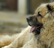 Породы собак с описанием и фото. 1482342712_caucasian-ovcharka-dog-photo-9