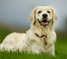 Породы собак с описанием и фото. 1482862301_golden-retriever-dog-photo-3