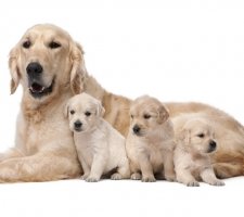 Породы собак с описанием и фото. 1482862381_golden-retriever-dog-photo-5