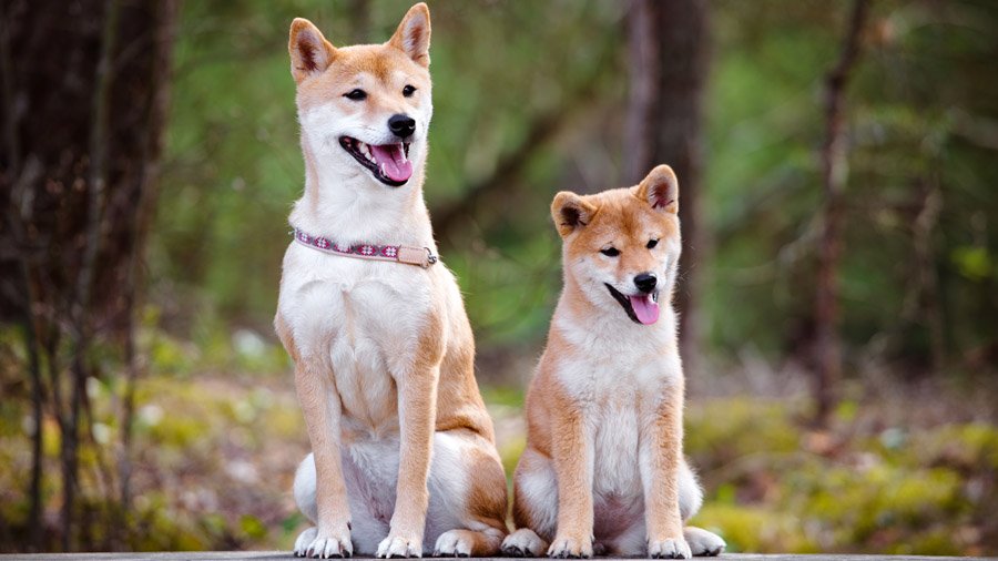 Породы собак для охраны 1483550019_shiba-inu-dog