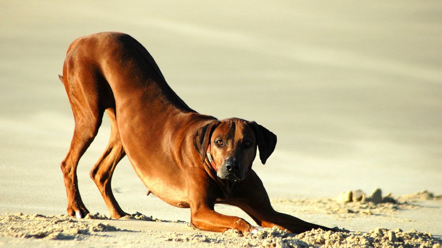 Самые умные породы собак 1483552484_rhodesian-ridgebac-dog