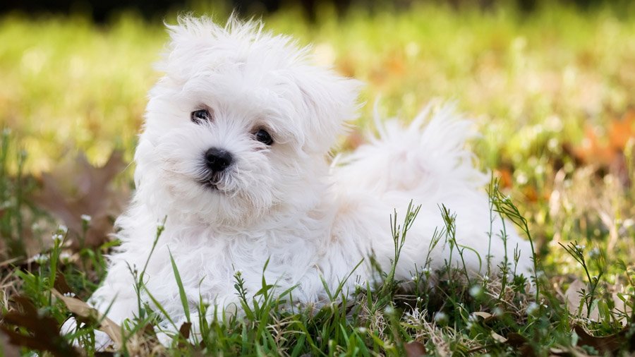 Самые умные породы собак 1483630457_maltese-dog